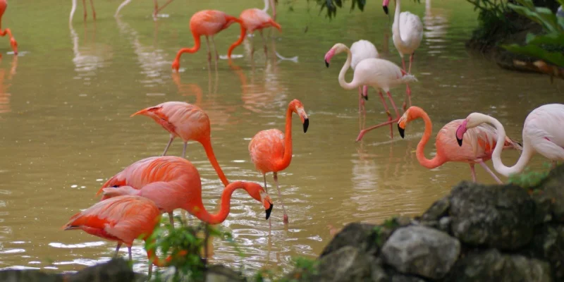 Ultimate List of Must-See Places to Visit in Malaysia 10 Kuala Lumpur Bird Park