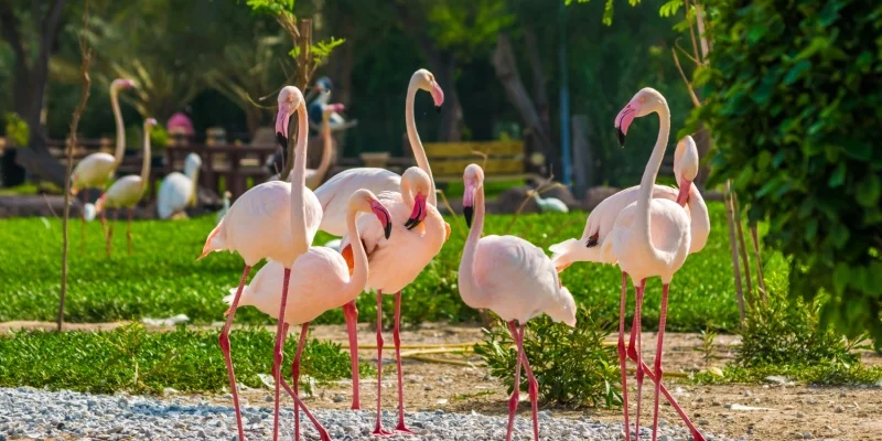 Al Areen Wildlife Park & Reserve