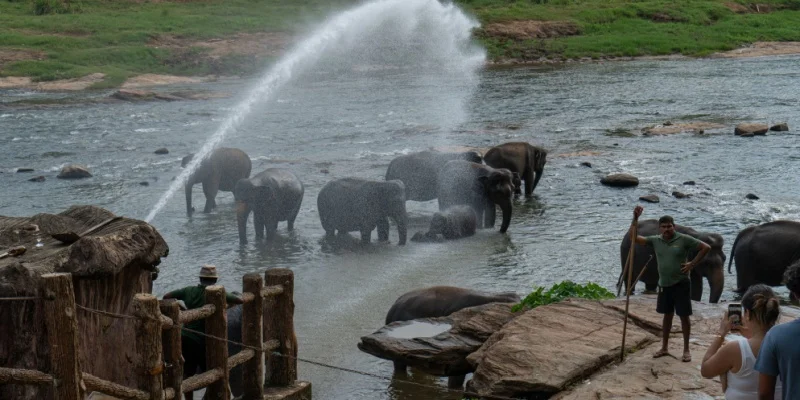 Explore These Magical Places to Visit in Sri Lanka 12 Pinnawala Elephant Orphanage