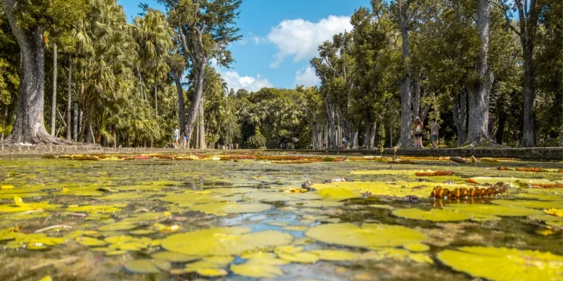 Pamplemousses Botanical Garden