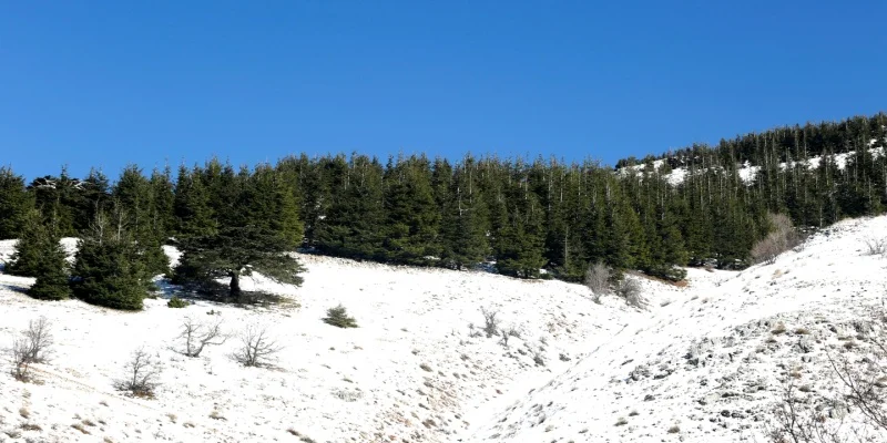 15 Places to Visit in Lebanon: Your 2025 Travel Bucket List 5 Cedars of God (Al Arz)