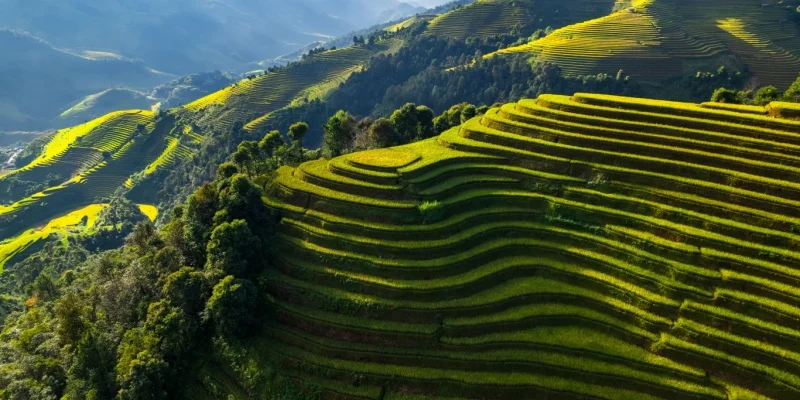 A Traveler’s Guide to the Best Places to Visit in Vietnam 5 Sapa Terraced Fields