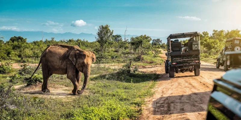 Explore These Magical Places to Visit in Sri Lanka 5 Yala National Park