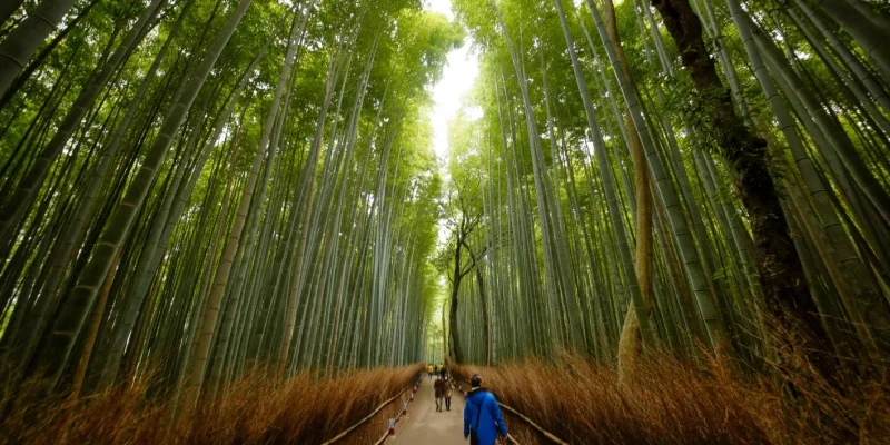 Arashiyama Bamboo Grove