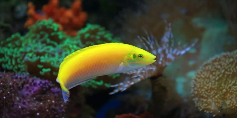 Top Places to Visit in Maldives for a Dream Beach Holiday or Honeymoon 7 Banana Reef