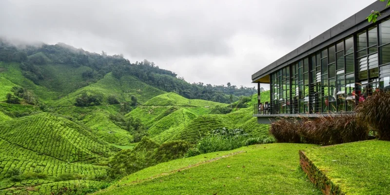 Ultimate List of Must-See Places to Visit in Malaysia 9 Cameron Highlands