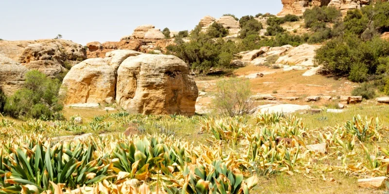 Dana Biosphere Reserve