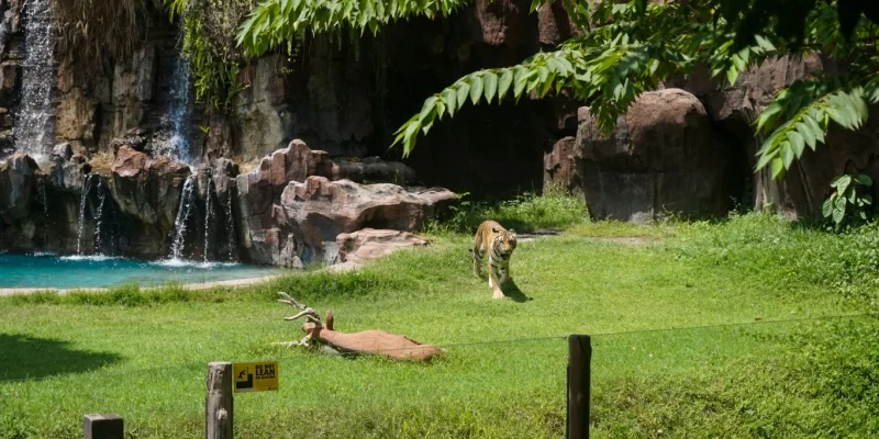 Ultimate Guide to the Best Places to Visit in Bali for First-Time Visitors 12 Bali Safari and Marine Park