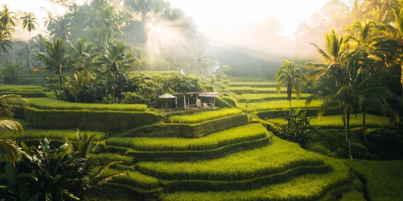 Ultimate Guide to the Best Places to Visit in Bali for First-Time Visitors 2 Tegalalang Rice Terrace