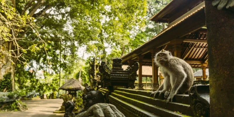 Ultimate Guide to the Best Places to Visit in Bali for First-Time Visitors 3 Ubud Monkey Forest